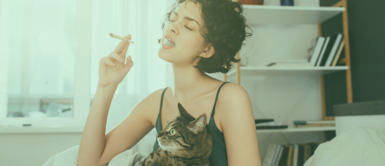 Le cannabis est-il sans danger pour les animaux de compagnie ?